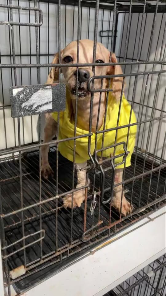 [🆕🇻🇳] Phòng Khám Thú Y NuTa 🐶🦜 Top1Pets 🐱🐠 Xương cá******𝐏𝐇Ò𝐍𝐆 𝐊𝐇Á𝐌 𝐓𝐇Ú 𝐘 𝐍𝐔𝐓𝐀
: CHUYÊN: ĐIỀU TRỊ – SIÊU ÂM – XÉT NGHIỆM – PHẪU THUẬT – SPA -GROOMING.
Hotline: 0889746156  0394329711 (Gặ , shares-0✔️ , likes-4❤️️ , date-2025-11-04 05:13:25🐶🐱🇻🇳🇻🇳🇻🇳📰🆕