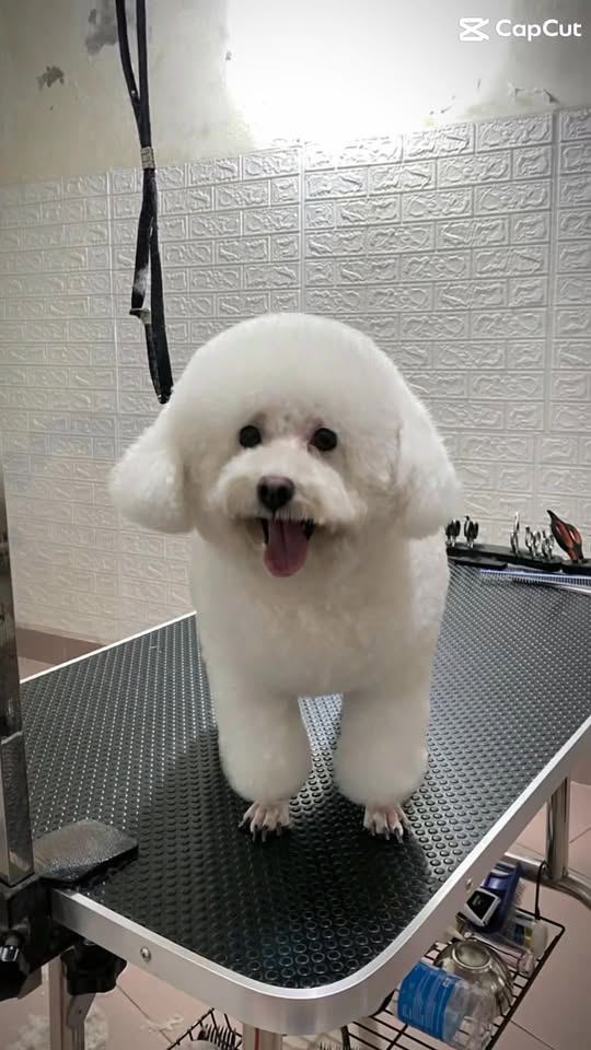 [🆕🇻🇳] Ánh Duyên Tắm cắt tỉa lông chó mèo TP Đông Hà Quảng Trị 🐶🦜 Top1Pets 🐱🐠 𝑨𝙞 𝙘𝒉𝙚̂ 𝙚 𝙭𝒂̂́𝙪 𝙫𝒂̀𝙤 đ𝒂̂𝙮 𝙣𝒉𝙖Ánh Duyên Spa chó mèo.
Địa chỉ: 178 Hàm Nghi- Đông Hà- Quảng Trị
Hotline:  0788 616 368
#cunyeu #petspa #donghacit , shares-0✔️ , likes-1❤️️ , date-2025-11-01 03:40:37🐶🐱🇻🇳🇻🇳🇻🇳📰🆕