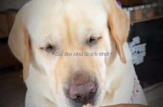 [🆕🇻🇳] Thú.Y Quỳnh Anh – Bán sỉ lẻ các loại vật tư, trang thiết bị, thuốc thú y 🐶🦜 Top1Pets 🐱🐠 Armetab phòng ve rận giun sán hoàn toàn tự nhiên , shares-0✔️ , likes-1❤️️ , date-2025-10-29 00:34:21🐶🐱🇻🇳🇻🇳🇻🇳📰🆕