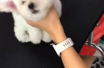 [🆕🇻🇳] Pet Oiii 🐶🦜 Top1Pets 🐱🐠 Nãy ai mới hỏi gì cháu đấy_____________________________________𝐏𝐄𝐓 𝐎𝐈𝐈𝐈
SPA – GROOMING – HOTEL – DAYCARE𝟐𝟐𝟕 𝐁𝐮̀𝐢 Đ𝐢̀𝐧𝐡 𝐓𝐮𝐲́, , shares-0✔️ , likes-3❤️️ , date-2025-10-31 19:47:57🐶🐱🇻🇳🇻🇳🇻🇳📰🆕