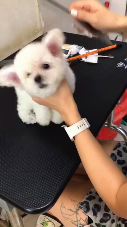 [🆕🇻🇳] Pet Oiii 🐶🦜 Top1Pets 🐱🐠 Nãy ai mới hỏi gì cháu đấy_____________________________________𝐏𝐄𝐓 𝐎𝐈𝐈𝐈
SPA – GROOMING – HOTEL – DAYCARE𝟐𝟐𝟕 𝐁𝐮̀𝐢 Đ𝐢̀𝐧𝐡 𝐓𝐮𝐲́, , shares-0✔️ , likes-3❤️️ , date-2025-10-31 19:47:57🐶🐱🇻🇳🇻🇳🇻🇳📰🆕