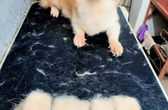 [🆕🇻🇳] Na&Moon pet – Spa , đồ dùng cho thú cưng 🐶🦜 Top1Pets 🐱🐠 Bánh chưng rán  , shares-0✔️ , likes-0❤️️ , date-2025-11-01 01:47:49🐶🐱🇻🇳🇻🇳🇻🇳📰🆕