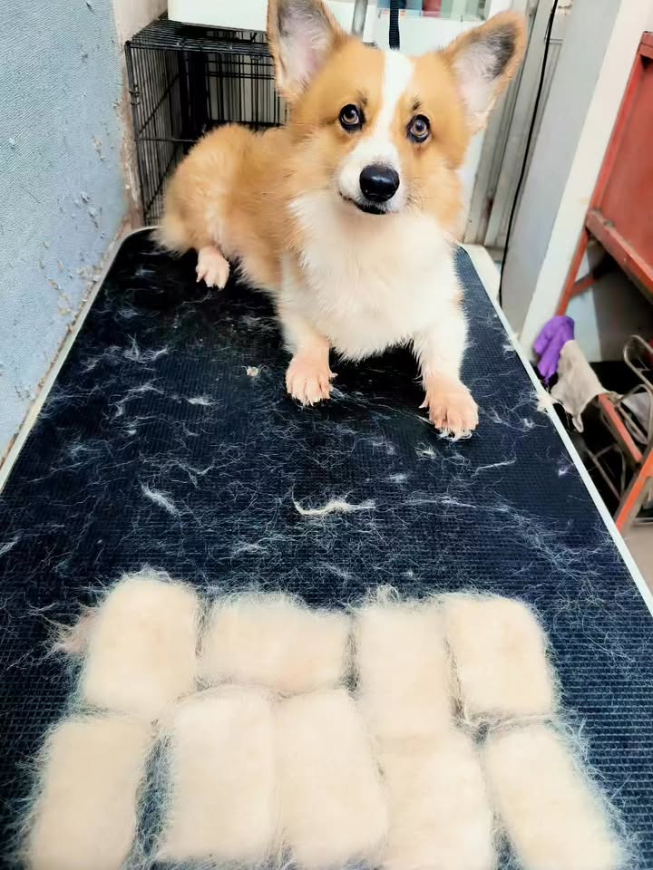 [🆕🇻🇳] Na&Moon pet – Spa , đồ dùng cho thú cưng 🐶🦜 Top1Pets 🐱🐠 Bánh chưng rán  , shares-0✔️ , likes-0❤️️ , date-2025-11-01 01:47:49🐶🐱🇻🇳🇻🇳🇻🇳📰🆕