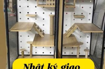 [🆕🇻🇳] Cat House – Khách Sạn Thú Cưng Số 1 Việt Nam 🐶🦜 Top1Pets 🐱🐠 Khách sạn mèo cathouse #cathouse #khachsanmeo #bietthumeo , shares-0✔️ , likes-0❤️️ , date-2025-10-30 23:29:33🐶🐱🇻🇳🇻🇳🇻🇳📰🆕