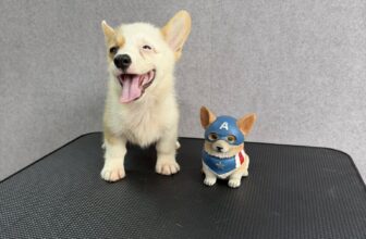 [🆕🇻🇳] 𝐍𝐀𝐎𝐌𝐈 𝐏𝐄𝐓 𝐒𝐇𝐎𝐏 – Dịch Vụ Thú Cưng, Bà Rịa 🐶🦜 Top1Pets 🐱🐠  Bé corgi sẵn tại shop𝐍𝐀𝐎𝐌𝐈 𝐏𝐄𝐓 𝐒𝐇𝐎𝐏 – 𝐃𝐢̣𝐜𝐡 𝐕𝐮̣ 𝐓𝐡𝐮́ 𝐂𝐮̛𝐧𝐠𝐏𝐞𝐭 𝐒𝐡𝐨𝐩, 𝐏𝐞𝐭 𝐆𝐫𝐨𝐨𝐦𝐢𝐧𝐠, 𝐏𝐞𝐭 𝐒𝐩𝐚, 𝐏𝐞𝐭 𝐇𝐨𝐭𝐞𝐥𝐂𝐡𝐮𝐲𝐞̂𝐧 𝐭𝐡𝐮̛́𝐜 𝐚̆𝐧 & 𝐩𝐡𝐮̣ 𝐤𝐢𝐞̣̂𝐧 𝐭𝐡𝐮́ 𝐜𝐮̛𝐧𝐠,  , shares-0✔️ , likes-0❤️️ , date-2025-10-21 19:55:16🐶🐱🇻🇳🇻🇳🇻🇳📰🆕