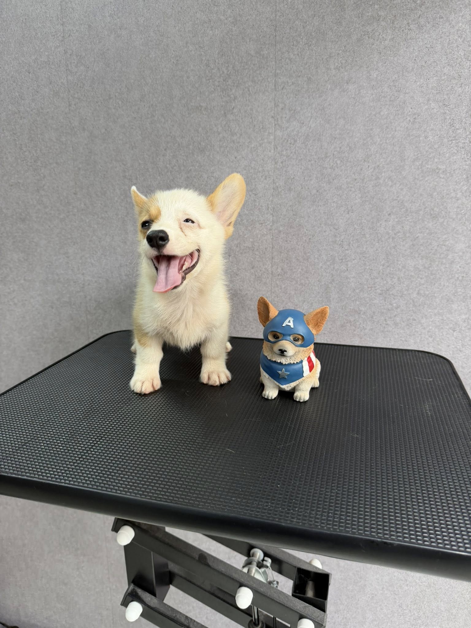 [🆕🇻🇳] 𝐍𝐀𝐎𝐌𝐈 𝐏𝐄𝐓 𝐒𝐇𝐎𝐏 – Dịch Vụ Thú Cưng, Bà Rịa 🐶🦜 Top1Pets 🐱🐠  Bé corgi sẵn tại shop𝐍𝐀𝐎𝐌𝐈 𝐏𝐄𝐓 𝐒𝐇𝐎𝐏 – 𝐃𝐢̣𝐜𝐡 𝐕𝐮̣ 𝐓𝐡𝐮́ 𝐂𝐮̛𝐧𝐠𝐏𝐞𝐭 𝐒𝐡𝐨𝐩, 𝐏𝐞𝐭 𝐆𝐫𝐨𝐨𝐦𝐢𝐧𝐠, 𝐏𝐞𝐭 𝐒𝐩𝐚, 𝐏𝐞𝐭 𝐇𝐨𝐭𝐞𝐥𝐂𝐡𝐮𝐲𝐞̂𝐧 𝐭𝐡𝐮̛́𝐜 𝐚̆𝐧 & 𝐩𝐡𝐮̣ 𝐤𝐢𝐞̣̂𝐧 𝐭𝐡𝐮́ 𝐜𝐮̛𝐧𝐠,  , shares-0✔️ , likes-0❤️️ , date-2025-10-21 19:55:16🐶🐱🇻🇳🇻🇳🇻🇳📰🆕