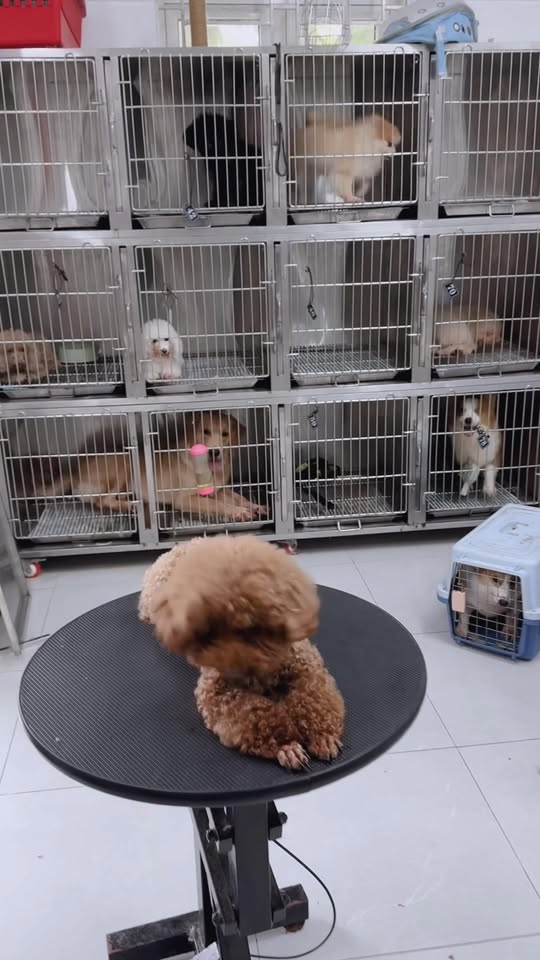 [🆕🇻🇳] RITDO PET – Spa Cắt Tỉa Lông Thú Cưng & Đào tạo Grooming Đà Nẵng 🐶🦜 Top1Pets 🐱🐠 Buổi sáng ở RITDO PET SPA: Vui nhộn – Năng lượng – Toả sáng cùng các boss!RITDO PET – Spa Cắt Tỉa Lông Thú Cưng & Đào tạo Grooming Đà Nẵng
21 Lý Tự Trọn , shares-0✔️ , likes-2❤️️ , date-2025-11-02 18:07:36🐶🐱🇻🇳🇻🇳🇻🇳📰🆕