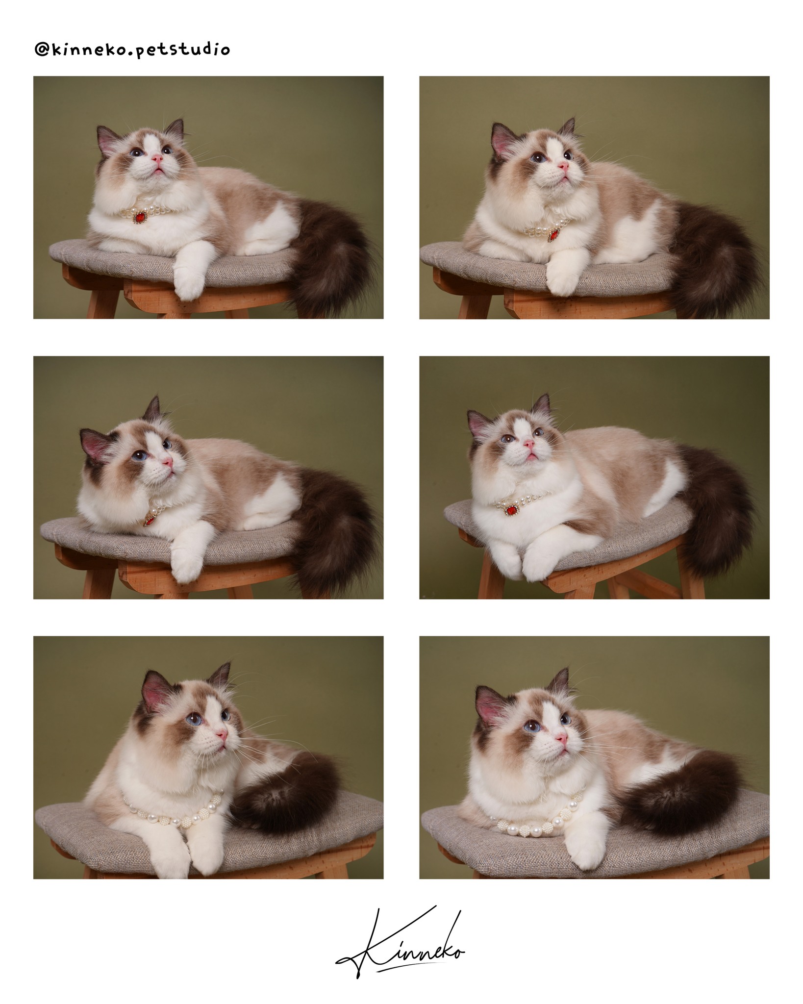 [🆕🇻🇳] Kin Neko PetShop – Cửa Hàng Thú Cưng 🐶🦜 Top1Pets 🐱🐠  Kin bắt trọn thần thái Boss iu,  còn Sen thì bắt tim không kịp luôn đó  

Mấy bé iu ghé Kin Neko Pet Studio là auto hoá model, biểu cảm tự tin pose dáng c , shares-1✔️ , likes-6❤️️ , date-2025-10-24 19:00:05🐶🐱🇻🇳🇻🇳🇻🇳📰🆕