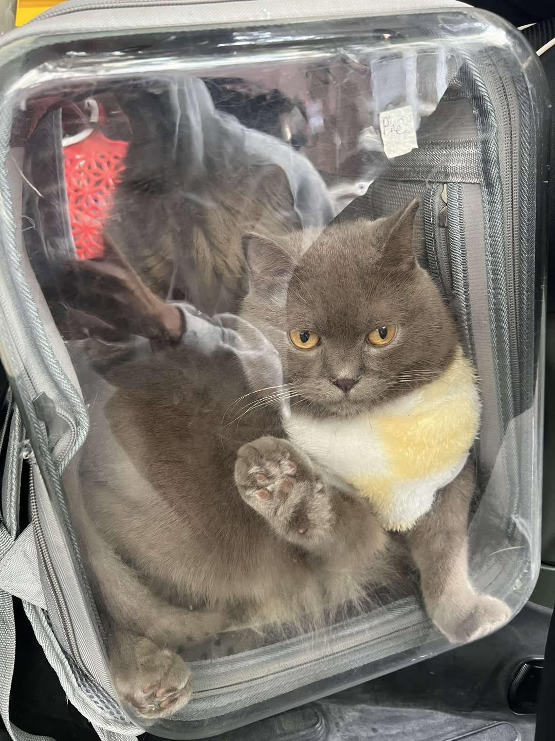 [🆕🇻🇳] Ruby Pet – Spa & Coffee 🐶🦜 Top1Pets 🐱🐠  , shares-0✔️ , likes-14❤️️ , date-2025-11-03 02:14:45🐶🐱🇻🇳🇻🇳🇻🇳📰🆕