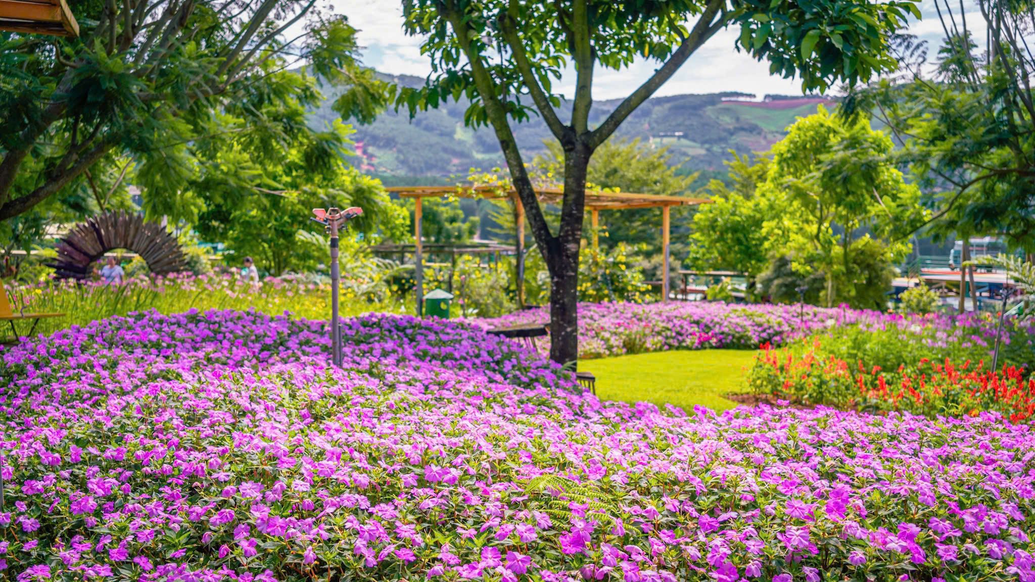 [☕️🇻🇳] Mê Linh Coffee Garden 🥤 Top1Coffee ☕️ Cơn mưa hôm qua chỉ ghé ngang một xíu thôi mà vườn hoa Mê Linh đã đẹp “ná thở” như này rồi
Bạn có “Mờ ê mê” cái vườn hoa nà , shares-14✔️ , likes-53❤️️ , date-2025-10-27 23:07:53🇻🇳🇻🇳🇻🇳📰🆕