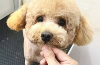 [🆕🇻🇳] TOM TEP PET 🐶🦜 Top1Pets 🐱🐠 Tắm cạo lông kết hợp điều trị nấm cho bé Mơ
mùa mưa thời tiết ẩm ướt bé rất dễ bị bệnh ngoài da, sen hãy cho bé đi spa để đc chăm sóc da đúng cách nhé29 , shares-0✔️ , likes-2❤️️ , date-2025-10-28 00:28:38🐶🐱🇻🇳🇻🇳🇻🇳📰🆕