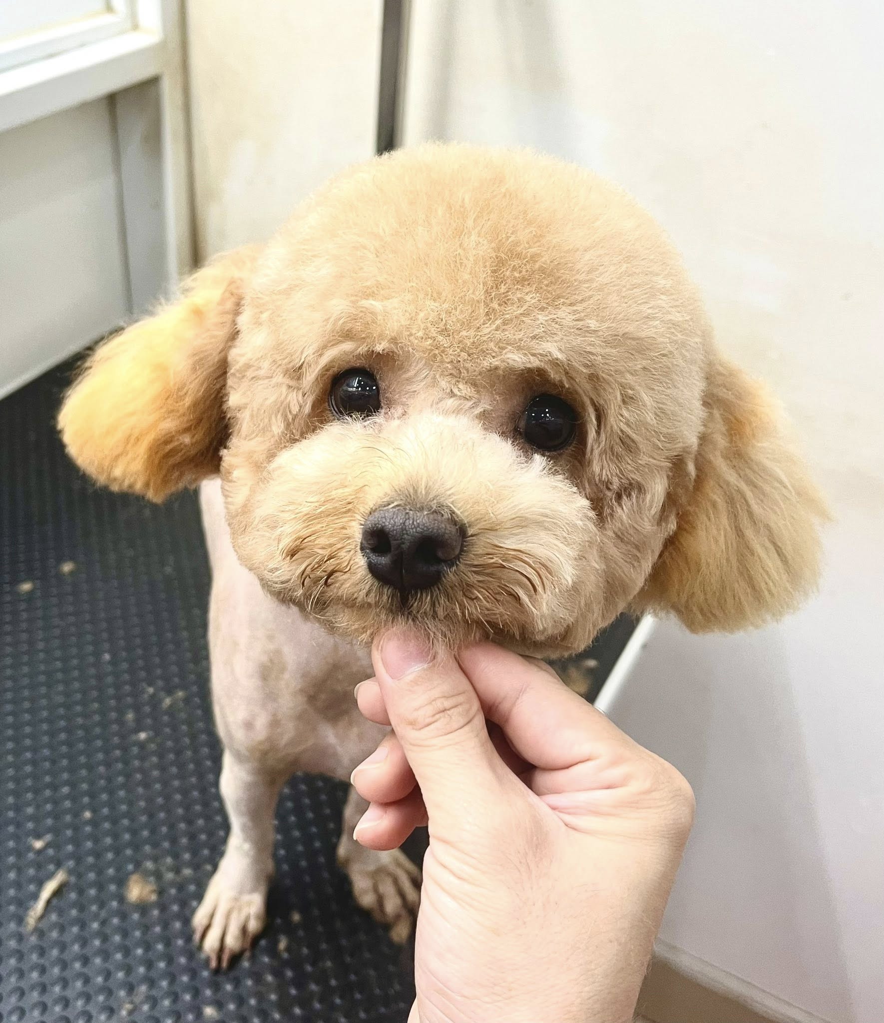 [🆕🇻🇳] TOM TEP PET 🐶🦜 Top1Pets 🐱🐠 Tắm cạo lông kết hợp điều trị nấm cho bé Mơ
mùa mưa thời tiết ẩm ướt bé rất dễ bị bệnh ngoài da, sen hãy cho bé đi spa để đc chăm sóc da đúng cách nhé29 , shares-0✔️ , likes-2❤️️ , date-2025-10-28 00:28:38🐶🐱🇻🇳🇻🇳🇻🇳📰🆕
