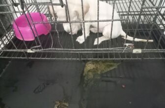 [🆕🇻🇳] Rainiz – Siêu Thị Thú Cưng 🐶🦜 Top1Pets 🐱🐠  Bé Muối và hành trình trở về từ ranh giới sinh tửBé Muối nhập viện trong tình trạng Parvo nặng, kiệt sức, tưởng như không thể qua khỏi…
Nhờ sự chăm só , shares-1✔️ , likes-1❤️️ , date-2025-10-26 00:10:32🐶🐱🇻🇳🇻🇳🇻🇳📰🆕