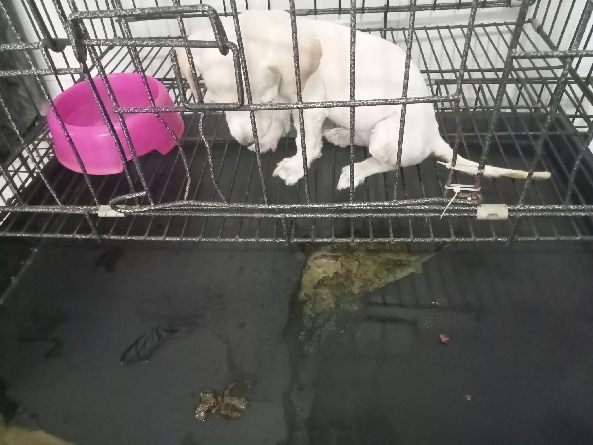 [🆕🇻🇳] Rainiz – Siêu Thị Thú Cưng 🐶🦜 Top1Pets 🐱🐠  Bé Muối và hành trình trở về từ ranh giới sinh tửBé Muối nhập viện trong tình trạng Parvo nặng, kiệt sức, tưởng như không thể qua khỏi…
Nhờ sự chăm só , shares-1✔️ , likes-1❤️️ , date-2025-10-26 00:10:32🐶🐱🇻🇳🇻🇳🇻🇳📰🆕