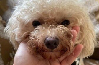 [🆕🇻🇳] Pet Addict – Dịch vụ thú cưng – Pet Shop, grooming, Spa, Hotel 🐶🦜 Top1Pets 🐱🐠 Góc đi lạc
Bé tên xúc xích , bị đi lạc ở khu vực Phan Văn trị ( gò vấp ) .  Bé có 1 vết sẹo lớn ở cổ . Mọi người ơi ai thấy bé liên hệ để chủ bé đón về ạ  , shares-1✔️ , likes-2❤️️ , date-2025-10-29 07:21:13🐶🐱🇻🇳🇻🇳🇻🇳📰🆕