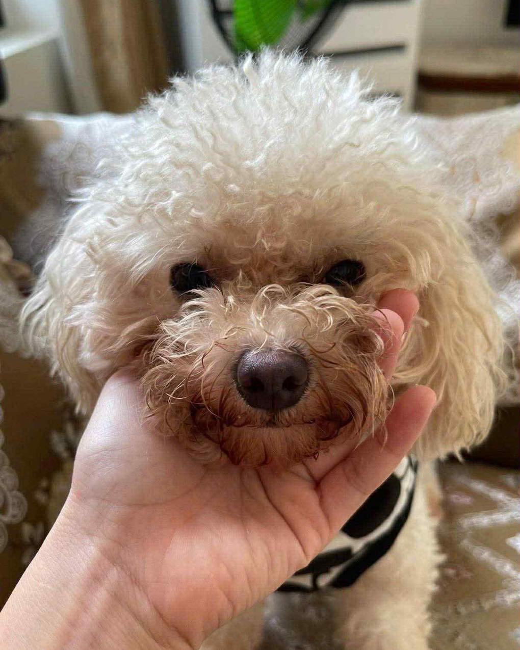 [🆕🇻🇳] Pet Addict – Dịch vụ thú cưng – Pet Shop, grooming, Spa, Hotel 🐶🦜 Top1Pets 🐱🐠 Góc đi lạc
Bé tên xúc xích , bị đi lạc ở khu vực Phan Văn trị ( gò vấp ) .  Bé có 1 vết sẹo lớn ở cổ . Mọi người ơi ai thấy bé liên hệ để chủ bé đón về ạ  , shares-1✔️ , likes-2❤️️ , date-2025-10-29 07:21:13🐶🐱🇻🇳🇻🇳🇻🇳📰🆕