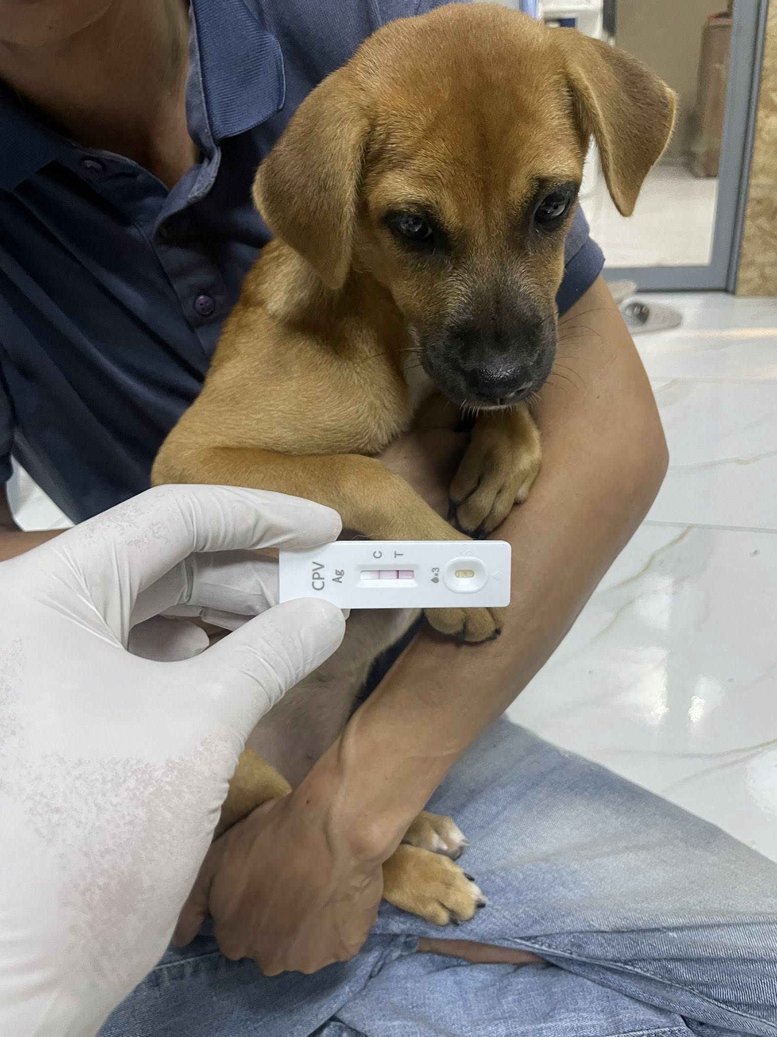 [🆕🇻🇳] Phòng Khám Thú Y PET EDEN 🐶🦜 Top1Pets 🐱🐠  𝐇À𝐍𝐇 𝐓𝐑Ì𝐍𝐇 𝐇Ồ𝐈 𝐒𝐈𝐍𝐇 𝐂Ủ𝐀 𝐂Á𝐂 𝐁É 𝐂Ú𝐍 𝐓Ạ𝐈 𝐏𝐄𝐓 𝐄𝐃𝐄𝐍Những ngày qua, các bé cún con được đưa đến phòng khám trong tình trạng nhiễm Parvo – bệnh viêm ruột tru , shares-2✔️ , likes-5❤️️ , date-2025-10-29 01:04:21🐶🐱🇻🇳🇻🇳🇻🇳📰🆕