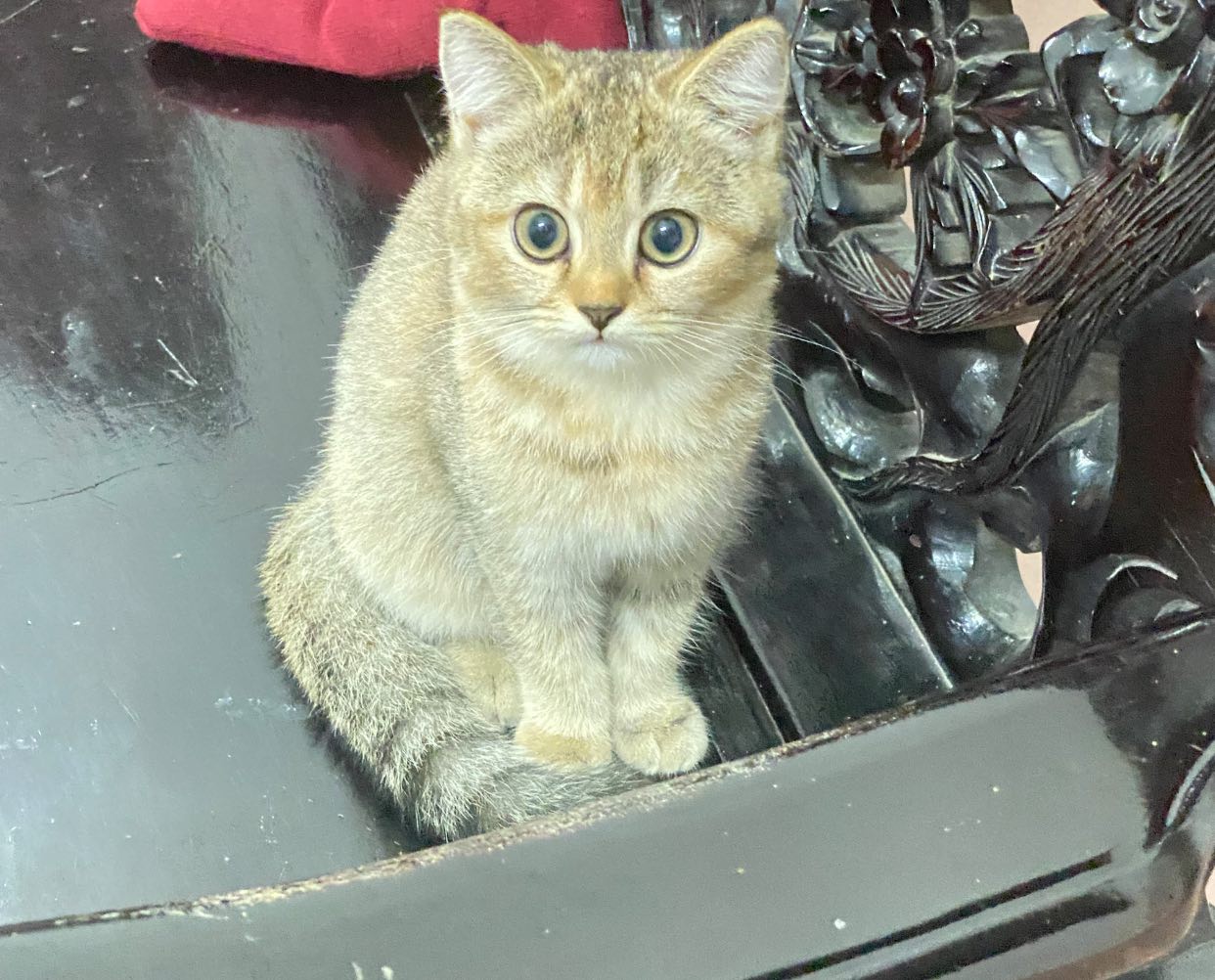 [🆕🇻🇳]  Thảo My Baby – Giày dép trẻ em QCCC 🧑‍🧒❤️️👶⭐️ Giày đẹp quá mẹ ơiii lấy từ 2đôi e Freeship ạ
 , shares-0✔️ , likes-0❤️️ , date-2025-10-31 00:14:13🇻🇳🇻🇳🇻🇳📰🆕