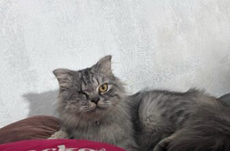 [🆕🇻🇳] PET HOUSE BÌNH DƯƠNG 🐶🦜 Top1Pets 🐱🐠 Góc tặng mèo!
Có 1 bạn nhờ mình đăng tặng bé này! Do chuẩn bị chuyển ra Bắc sinh sống và điều kiện không cho phép nuôi bé một cách tốt nhất nên muốn tặng l , shares-0✔️ , likes-8❤️️ , date-2025-11-02 17:41:36🐶🐱🇻🇳🇻🇳🇻🇳📰🆕