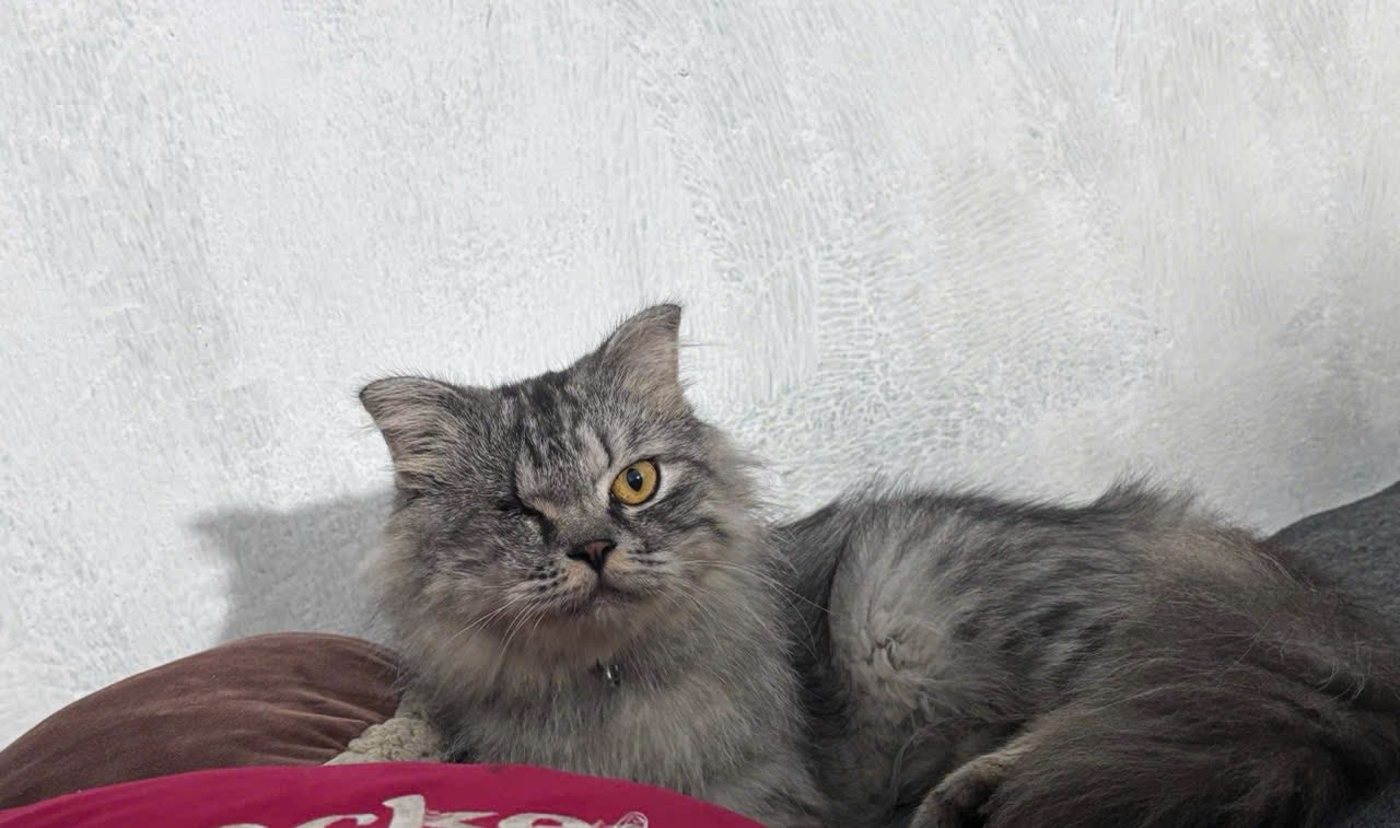 [🆕🇻🇳] PET HOUSE BÌNH DƯƠNG 🐶🦜 Top1Pets 🐱🐠 Góc tặng mèo!
Có 1 bạn nhờ mình đăng tặng bé này! Do chuẩn bị chuyển ra Bắc sinh sống và điều kiện không cho phép nuôi bé một cách tốt nhất nên muốn tặng l , shares-0✔️ , likes-8❤️️ , date-2025-11-02 17:41:36🐶🐱🇻🇳🇻🇳🇻🇳📰🆕