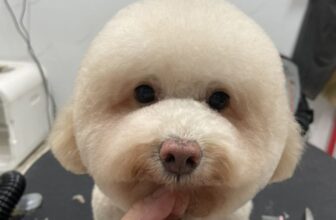 [🆕🇻🇳] THƠM – tiệm làm đẹp thú cưng 🐶🦜 Top1Pets 🐱🐠 Đầu tháng có ai được đi cắt tóc xinh chưa mấy người đẹp
————————————–
𝐓𝐇𝐎̛𝐌 chuyên:
Spa thú cưng
Dịch vụ trông giữ- Hotel
Pets , shares-0✔️ , likes-3❤️️ , date-2025-11-01 18:41:18🐶🐱🇻🇳🇻🇳🇻🇳📰🆕