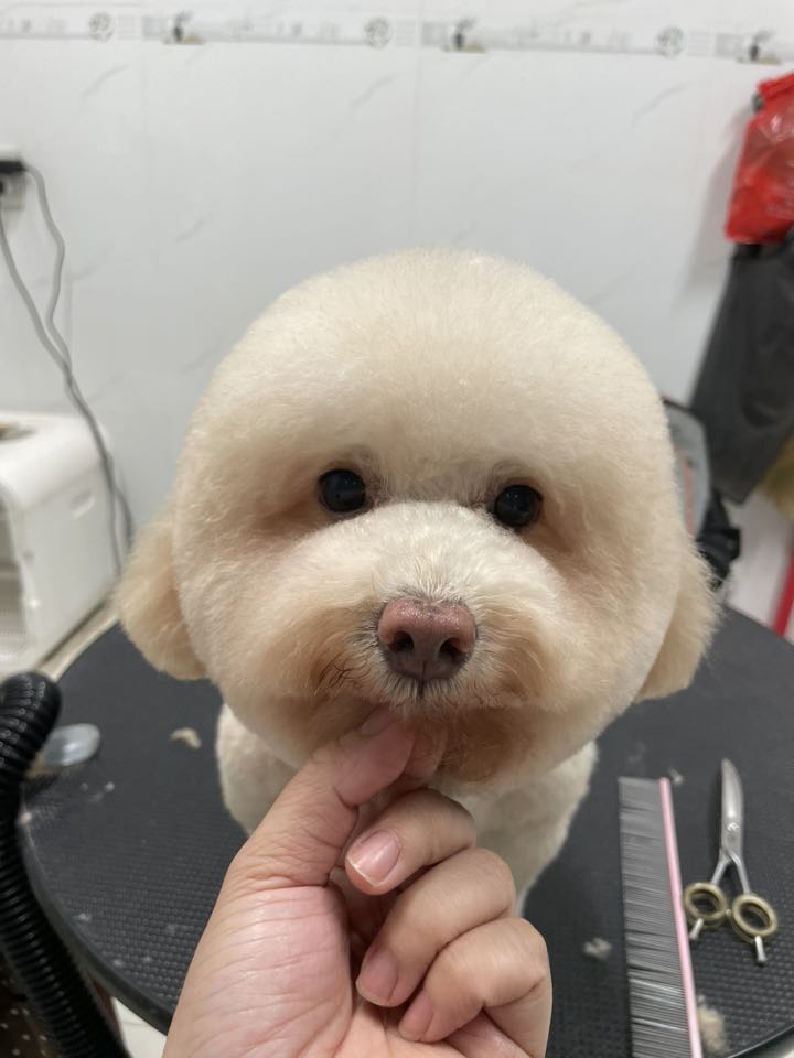 [🆕🇻🇳] THƠM – tiệm làm đẹp thú cưng 🐶🦜 Top1Pets 🐱🐠 Đầu tháng có ai được đi cắt tóc xinh chưa mấy người đẹp
————————————–
𝐓𝐇𝐎̛𝐌 chuyên:
Spa thú cưng
Dịch vụ trông giữ- Hotel
Pets , shares-0✔️ , likes-3❤️️ , date-2025-11-01 18:41:18🐶🐱🇻🇳🇻🇳🇻🇳📰🆕