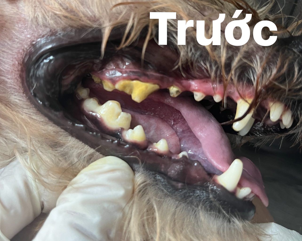 [🆕🇻🇳] Tiệm Nhà Sâu – Pet Shop 🐶🦜 Top1Pets 🐱🐠 Nhà Sâu vẫn nhận lấy vôi răng cho bé nhé ạ
#tiêmnhasau
#phunhuan
, shares-0✔️ , likes-3❤️️ , date-2025-11-03 18:58:39🐶🐱🇻🇳🇻🇳🇻🇳📰🆕