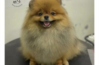 [🆕🇻🇳] HaLu Pet – Người chăm thú cưng 🐶🦜 Top1Pets 🐱🐠 Đi tắm xong trông bồng bềnh thế nàyBooking me: m.me/halupet127Tắm căn bản chỉ từ 120ka.
Combo tắm vệ sinh trọn gói chỉ từ 199ka.
Combo tắm cắt t , shares-1✔️ , likes-7❤️️ , date-2025-10-30 20:51:25🐶🐱🇻🇳🇻🇳🇻🇳📰🆕