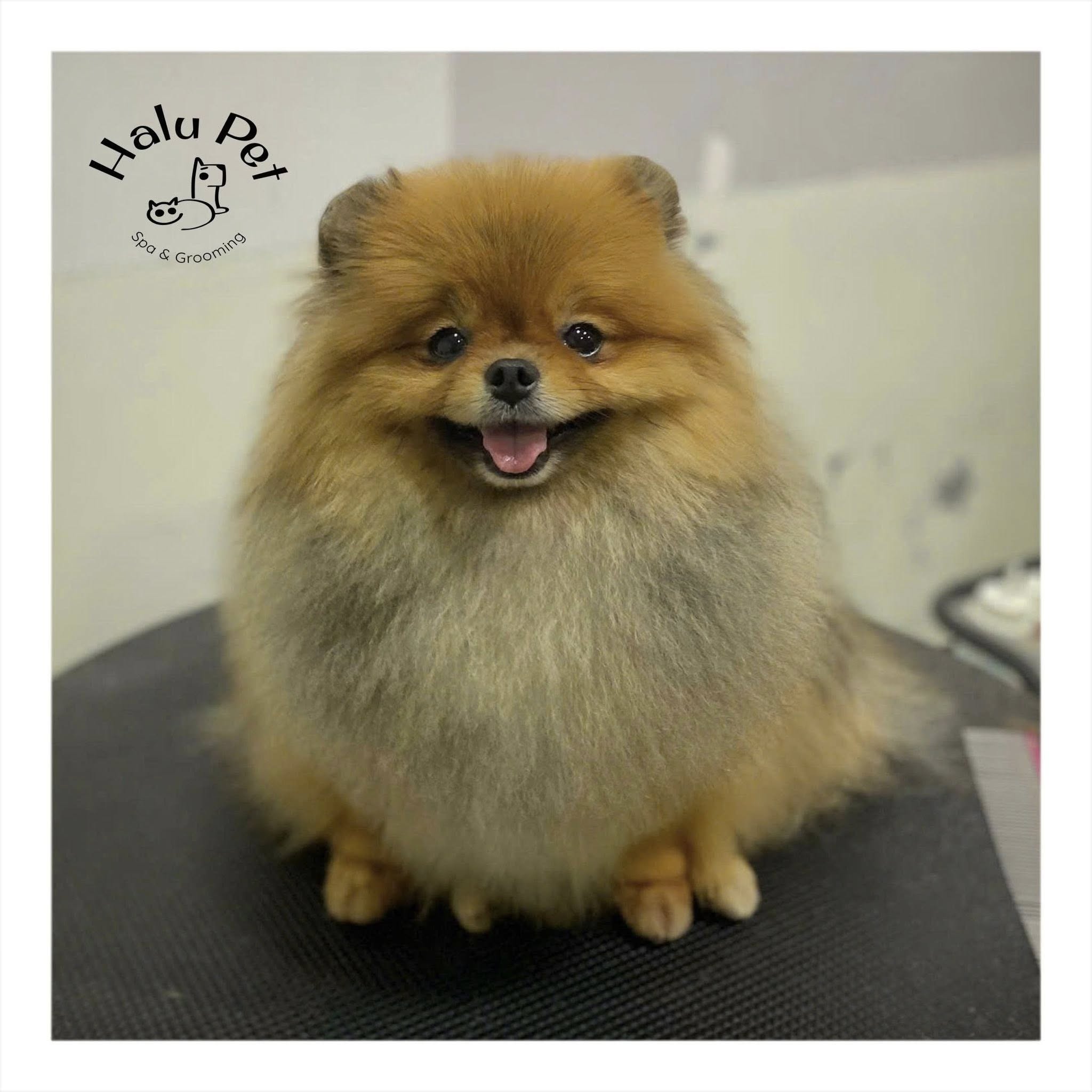 [🆕🇻🇳] HaLu Pet – Người chăm thú cưng 🐶🦜 Top1Pets 🐱🐠 Đi tắm xong trông bồng bềnh thế nàyBooking me: m.me/halupet127Tắm căn bản chỉ từ 120ka.
Combo tắm vệ sinh trọn gói chỉ từ 199ka.
Combo tắm cắt t , shares-1✔️ , likes-7❤️️ , date-2025-10-30 20:51:25🐶🐱🇻🇳🇻🇳🇻🇳📰🆕