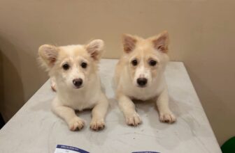 [🆕🇻🇳] HelloPets-Phòng khám thú y 🐶🦜 Top1Pets 🐱🐠  BLACK FRIDAY 11/11 – DÀNH RIÊNG CHO CÁC BOSS GÂU & MÈO!Cảnh báo yêu thương dành cho Sen toàn quốc
Bảo vệ thú cưng của bạn khỏi bệnh tật – vừa tiết k , shares-20✔️ , likes-7❤️️ , date-2025-11-11 14:53:19🐶🐱🇻🇳🇻🇳🇻🇳📰🆕