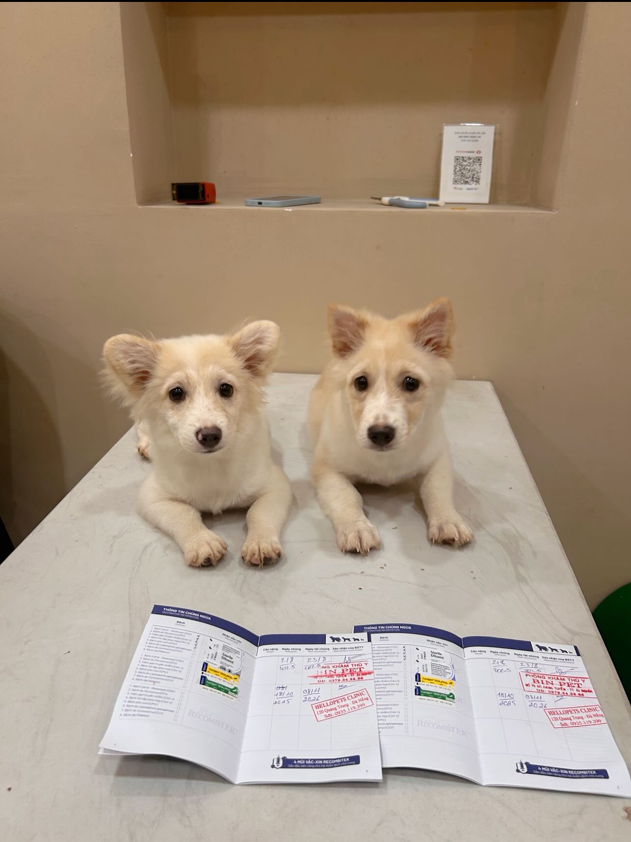 [🆕🇻🇳] HelloPets-Phòng khám thú y 🐶🦜 Top1Pets 🐱🐠  BLACK FRIDAY 11/11 – DÀNH RIÊNG CHO CÁC BOSS GÂU & MÈO!Cảnh báo yêu thương dành cho Sen toàn quốc
Bảo vệ thú cưng của bạn khỏi bệnh tật – vừa tiết k , shares-20✔️ , likes-7❤️️ , date-2025-11-11 14:53:19🐶🐱🇻🇳🇻🇳🇻🇳📰🆕