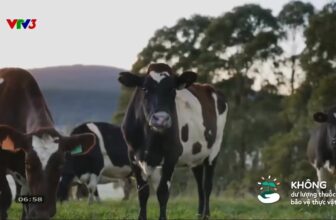 [🆕🇻🇳]  Shop Sữa – Bỉm Thanh Dương – Sữa- Bỉm- Đồ sơ sinh_Bột ăn dặm nội ngoại_Thời trang trẻ em_Đồ dùng mẹ và bé 🧑‍🧒❤️️👶⭐️ [MOOZI cut] Phóng sự VTV3 về hoạt động đầu tư của các doanh nghiệp Việt Nam tại ÚcHành trình đặc biệt của những hộp sữa tươi MOOZI – Từ triết lý chăn nu , shares-0✔️ , likes-2❤️️ , date-2025-11-05 04:48:56🇻🇳🇻🇳🇻🇳📰🆕