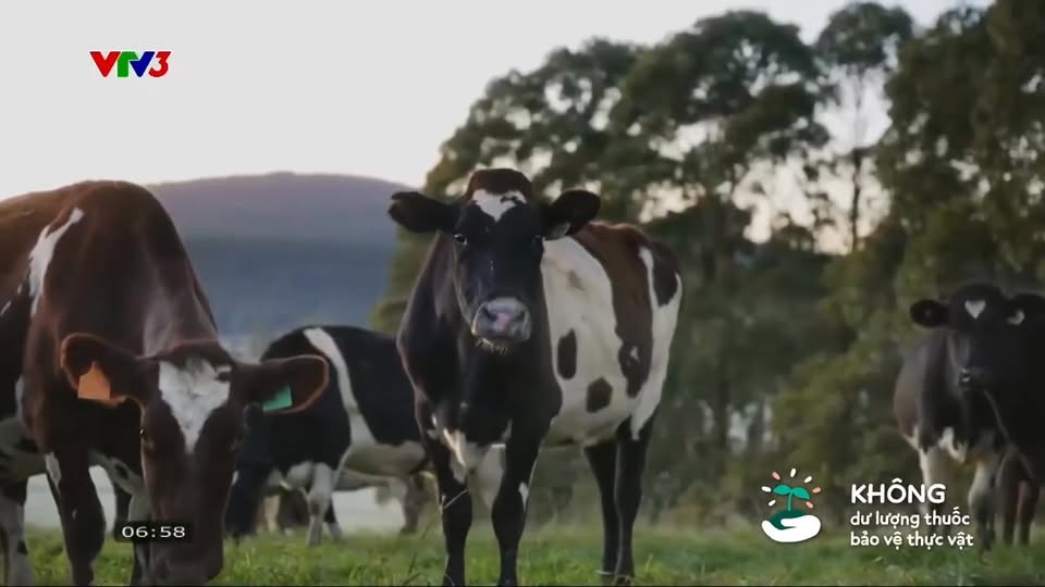 [🆕🇻🇳]  Shop Sữa – Bỉm Thanh Dương – Sữa- Bỉm- Đồ sơ sinh_Bột ăn dặm nội ngoại_Thời trang trẻ em_Đồ dùng mẹ và bé 🧑‍🧒❤️️👶⭐️ [MOOZI cut] Phóng sự VTV3 về hoạt động đầu tư của các doanh nghiệp Việt Nam tại ÚcHành trình đặc biệt của những hộp sữa tươi MOOZI – Từ triết lý chăn nu , shares-0✔️ , likes-2❤️️ , date-2025-11-05 04:48:56🇻🇳🇻🇳🇻🇳📰🆕