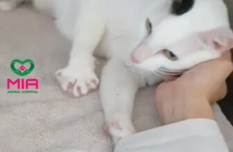 [🆕🇻🇳] MIA Animal Hospital 🐶🦜 Top1Pets 🐱🐠 Khứa này bị làm sao ý nhỉ? , shares-0✔️ , likes-11❤️️ , date-2025-11-05 18:54:37🐶🐱🇻🇳🇻🇳🇻🇳📰🆕