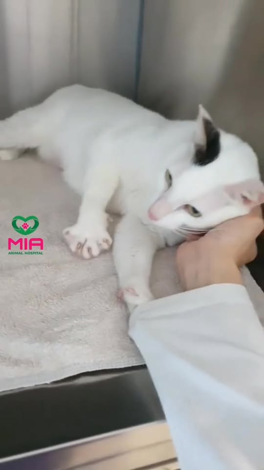 [🆕🇻🇳] MIA Animal Hospital 🐶🦜 Top1Pets 🐱🐠 Khứa này bị làm sao ý nhỉ? , shares-0✔️ , likes-11❤️️ , date-2025-11-05 18:54:37🐶🐱🇻🇳🇻🇳🇻🇳📰🆕