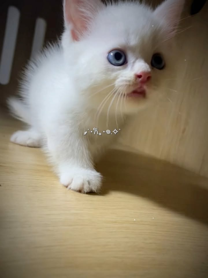 [🆕🇻🇳] Habi Pet – Hotel & Spa cho mèo 🐶🦜 Top1Pets 🐱🐠 Chị em nhà Bạch Tuyết siêu đáng iu đây ạ
Xem trực tiếp tại shop nhé các sen
——————————————–
Habi Pet- Cat Hotel & Spa
Khách s , shares-0✔️ , likes-6❤️️ , date-2025-11-04 22:59:55🐶🐱🇻🇳🇻🇳🇻🇳📰🆕