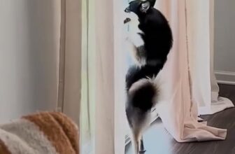 [🆕🇻🇳] Pel Pet Town 🐶🦜 Top1Pets 🐱🐠  , shares-0✔️ , likes-1❤️️ , date-2025-11-04 18:16:22🐶🐱🇻🇳🇻🇳🇻🇳📰🆕