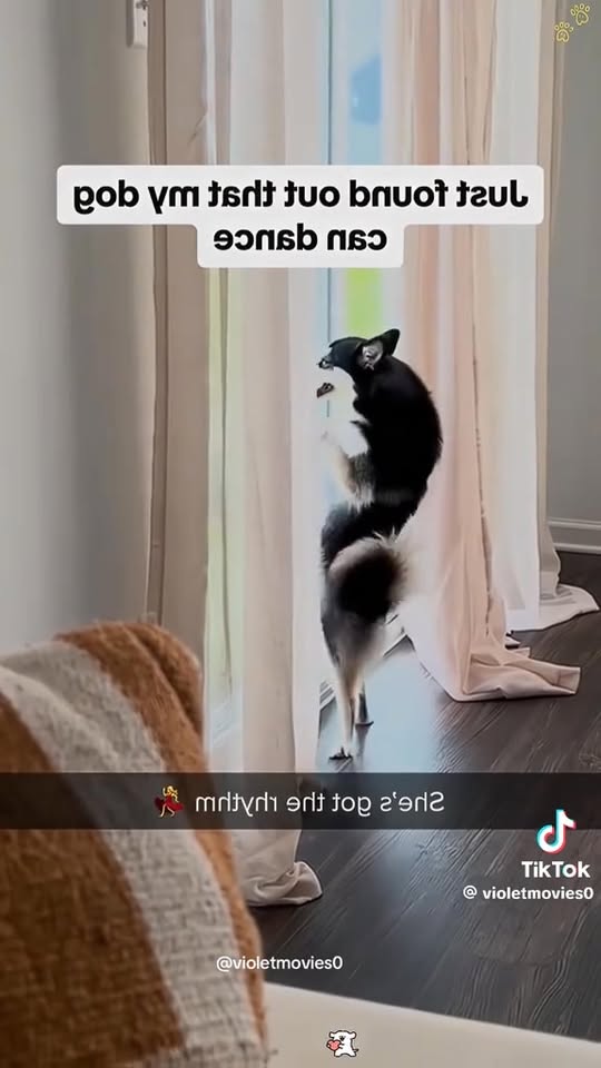 [🆕🇻🇳] TiHi Pet Shop – Spa & Hotel Thú Cưng 🐶🦜 Top1Pets 🐱🐠 Thức ăn hạt cho chó trưởng thành KEOS mọi lứa tuổi trọng lượng 1.5kgKEOS được thành lập vào năm 2021 tại Việt Nam, Nhà máy của Keos là một trong những nh , shares-0✔️ , likes-0❤️️ , date-2025-11-01 15:51:22🐶🐱🇻🇳🇻🇳🇻🇳📰🆕