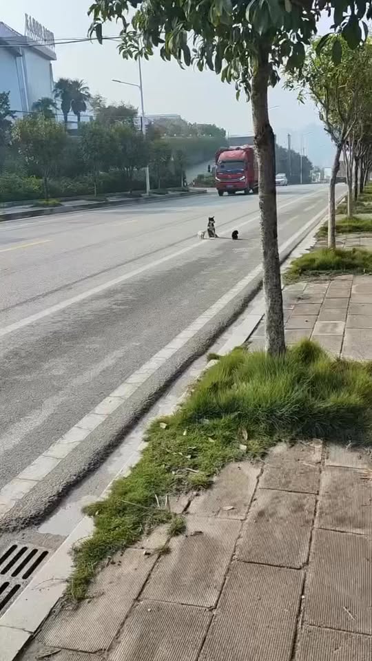 [🆕🇻🇳] Pet Zone 🐶🦜 Top1Pets 🐱🐠 Thương Mấy Mẹ Con Quá TrờiNhìn thấy mấy mẹ con em như vậy tim mình cứ bị hẫng 1 nhịp, video này mình chỉ reup, mong là các em đã được quý nhân giúp đỡ!!! , shares-0✔️ , likes-469❤️️ , date-2025-11-05 04:48:07🐶🐱🇻🇳🇻🇳🇻🇳📰🆕