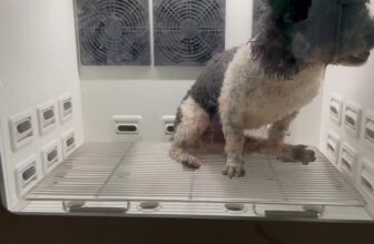 [🆕🇻🇳] Phòng khám Thú Y Hà Nam 🐶🦜 Top1Pets 🐱🐠  TẮM SẤY CHO CHÓ MÈO – ẤM ÁP MÙA ĐÔNG, MÁT MẺ MÙA HÈ!Tại Phòng khám Thú y Hà Nam, các bé thú cưng luôn được chăm sóc chu đáo nhất
Chúng tôi trang bị má , shares-0✔️ , likes-7❤️️ , date-2025-11-07 00:46:53🐶🐱🇻🇳🇻🇳🇻🇳📰🆕