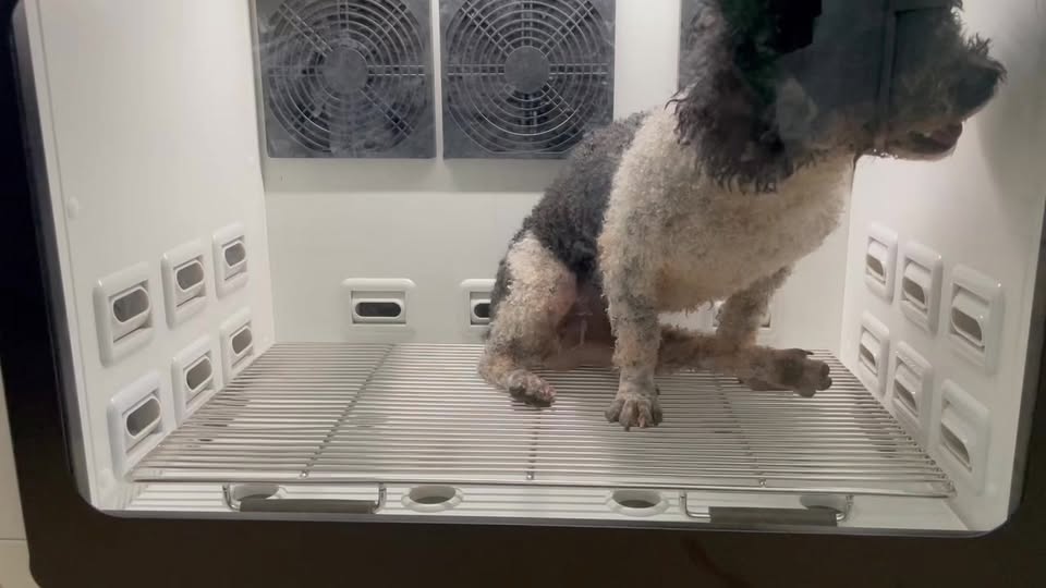 [🆕🇻🇳] Phòng khám Thú Y Hà Nam 🐶🦜 Top1Pets 🐱🐠  TẮM SẤY CHO CHÓ MÈO – ẤM ÁP MÙA ĐÔNG, MÁT MẺ MÙA HÈ!Tại Phòng khám Thú y Hà Nam, các bé thú cưng luôn được chăm sóc chu đáo nhất
Chúng tôi trang bị má , shares-0✔️ , likes-7❤️️ , date-2025-11-07 00:46:53🐶🐱🇻🇳🇻🇳🇻🇳📰🆕