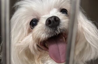 [🆕🇻🇳] Phòng khám Thú y Đồng Hành Cần Thơ 🐶🦜 Top1Pets 🐱🐠 SUY TIM TRÊN CHÓ 

Bé được đưa đến trong tình trạng thở nhanh, tím tái, khó thở phải ngồi, nhịp tim tăng cao kèm theo ran ẩm 2 đáy phổi.

Sau khi thực hiện , shares-0✔️ , likes-6❤️️ , date-2025-11-07 21:52:43🐶🐱🇻🇳🇻🇳🇻🇳📰🆕