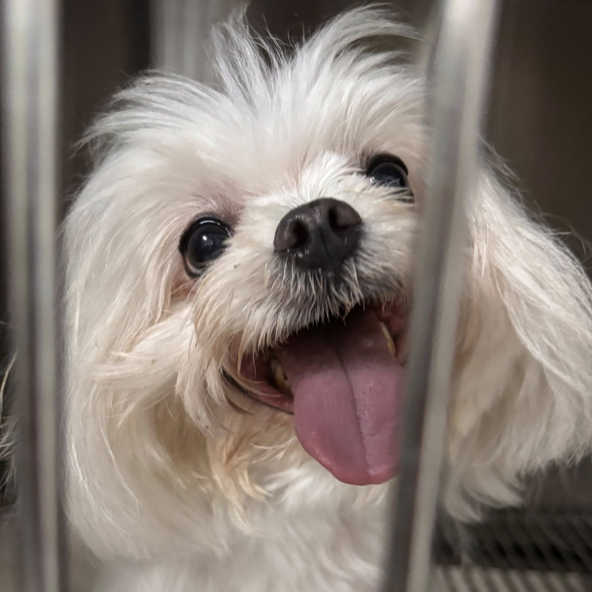 [🆕🇻🇳] Phòng khám Thú y Đồng Hành Cần Thơ 🐶🦜 Top1Pets 🐱🐠 SUY TIM TRÊN CHÓ 

Bé được đưa đến trong tình trạng thở nhanh, tím tái, khó thở phải ngồi, nhịp tim tăng cao kèm theo ran ẩm 2 đáy phổi.

Sau khi thực hiện , shares-0✔️ , likes-6❤️️ , date-2025-11-07 21:52:43🐶🐱🇻🇳🇻🇳🇻🇳📰🆕