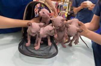 [🆕🇻🇳] Bệnh Viện Thú Y Miền Nam 🐶🦜 Top1Pets 🐱🐠 TRI ÂN KHÁCH HÀNG – THÚ Y MIỀN NAM
MIỄN PHÍ 100% DỊCH VỤ
Tiêm Vaccine Dại.
Tẩy ngừa giun sán.
GIẢM LÊN TỚI 30% TIÊM PHÒNG VACCINE
Vaccine phòng 5 bệnh  , shares-23✔️ , likes-91❤️️ , date-2025-11-08 16:06:19🐶🐱🇻🇳🇻🇳🇻🇳📰🆕