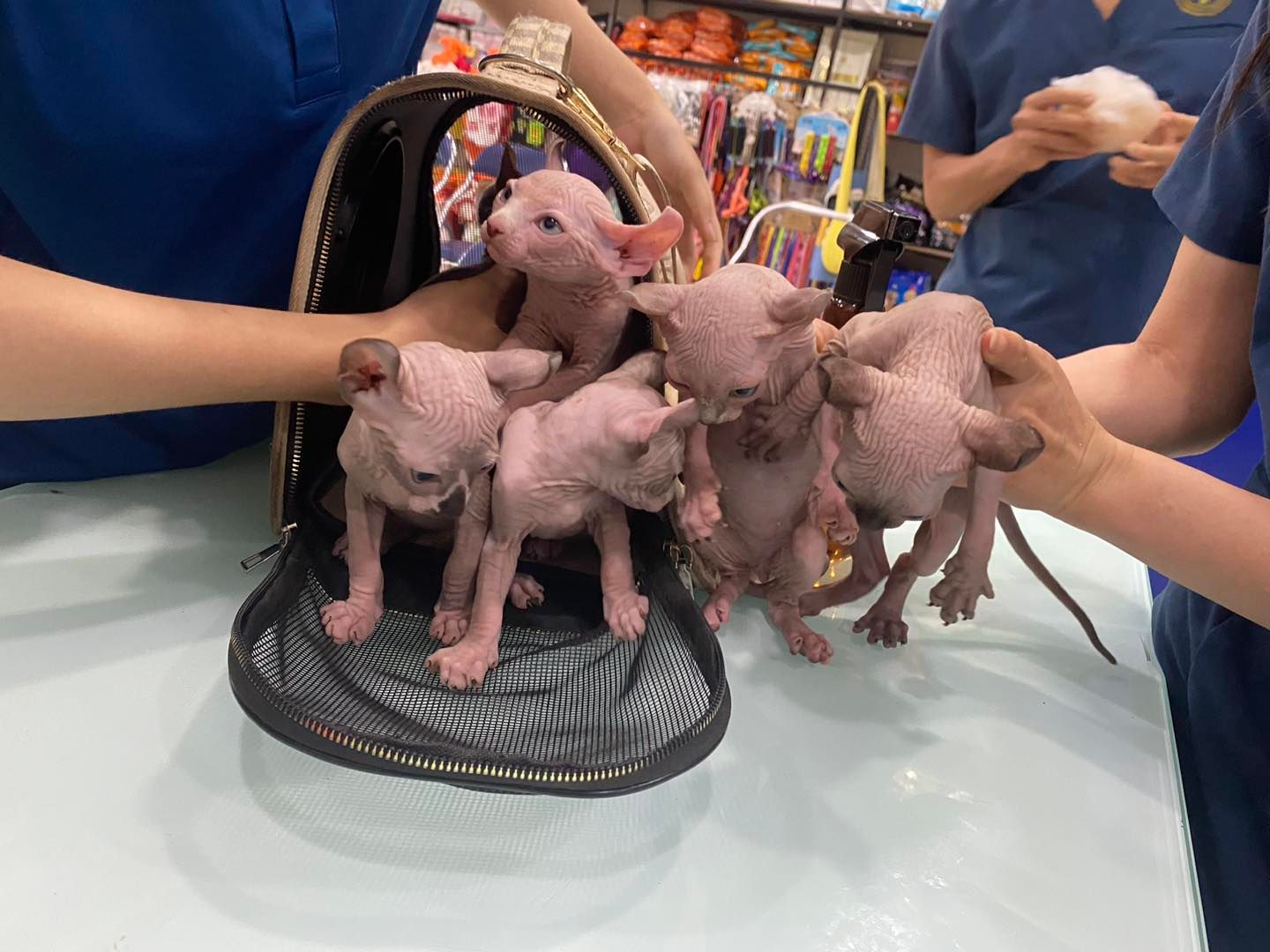 [🆕🇻🇳] THƠM – tiệm làm đẹp thú cưng 🐶🦜 Top1Pets 🐱🐠 Đầu tháng có ai được đi cắt tóc xinh chưa mấy người đẹp
————————————–
𝐓𝐇𝐎̛𝐌 chuyên:
Spa thú cưng
Dịch vụ trông giữ- Hotel
Pets , shares-0✔️ , likes-3❤️️ , date-2025-11-01 18:41:18🐶🐱🇻🇳🇻🇳🇻🇳📰🆕