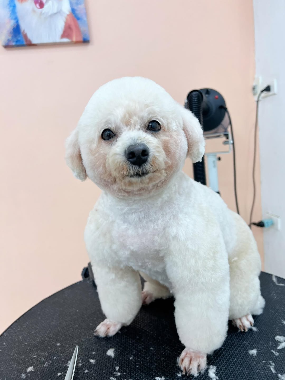 [🆕🇻🇳] MEOW – Tiệm Thú Cưng 🐶🦜 Top1Pets 🐱🐠 Gọn gàng sạch sẽ 10 điểm cho ẻm 
#tiemthucung
#MeowPet
 , shares-0✔️ , likes-4❤️️ , date-2025-11-08 22:27:26🐶🐱🇻🇳🇻🇳🇻🇳📰🆕