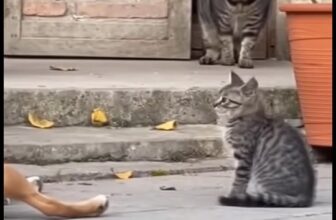 [🆕🇻🇳] Lí Lắc Pet Store – Shop Thú Cưng Quận 11 🐶🦜 Top1Pets 🐱🐠 Dạ em chỉ nói chuyện lớn tiếng xíu thôi chứ có làm gì con chị đâu ạ  #lilacpetstore  #cho #meo #chomeodethuong , shares-0✔️ , likes-1❤️️ , date-2025-11-10 17:31:08🐶🐱🇻🇳🇻🇳🇻🇳📰🆕