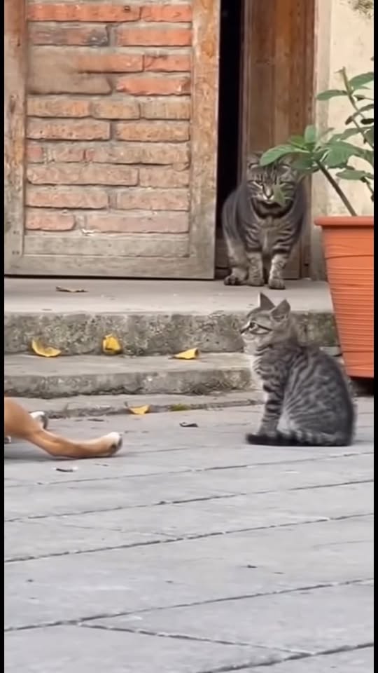 [🆕🇻🇳] Lí Lắc Pet Store – Shop Thú Cưng Quận 11 🐶🦜 Top1Pets 🐱🐠 Dạ em chỉ nói chuyện lớn tiếng xíu thôi chứ có làm gì con chị đâu ạ  #lilacpetstore  #cho #meo #chomeodethuong , shares-0✔️ , likes-1❤️️ , date-2025-11-10 17:31:08🐶🐱🇻🇳🇻🇳🇻🇳📰🆕