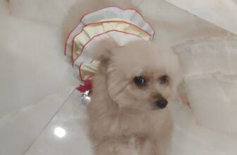 [🆕🇻🇳] Pet Vet 🐶🦜 Top1Pets 🐱🐠  , shares-0✔️ , likes-1❤️️ , date-2025-11-08 13:57:21🐶🐱🇻🇳🇻🇳🇻🇳📰🆕