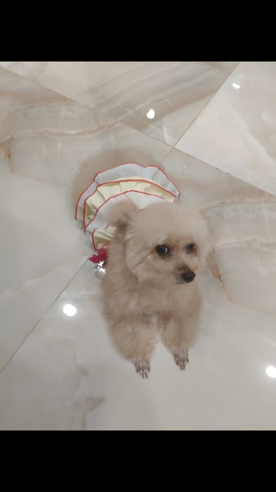 [🆕🇻🇳] Pet Vet 🐶🦜 Top1Pets 🐱🐠  , shares-0✔️ , likes-1❤️️ , date-2025-11-08 13:57:21🐶🐱🇻🇳🇻🇳🇻🇳📰🆕